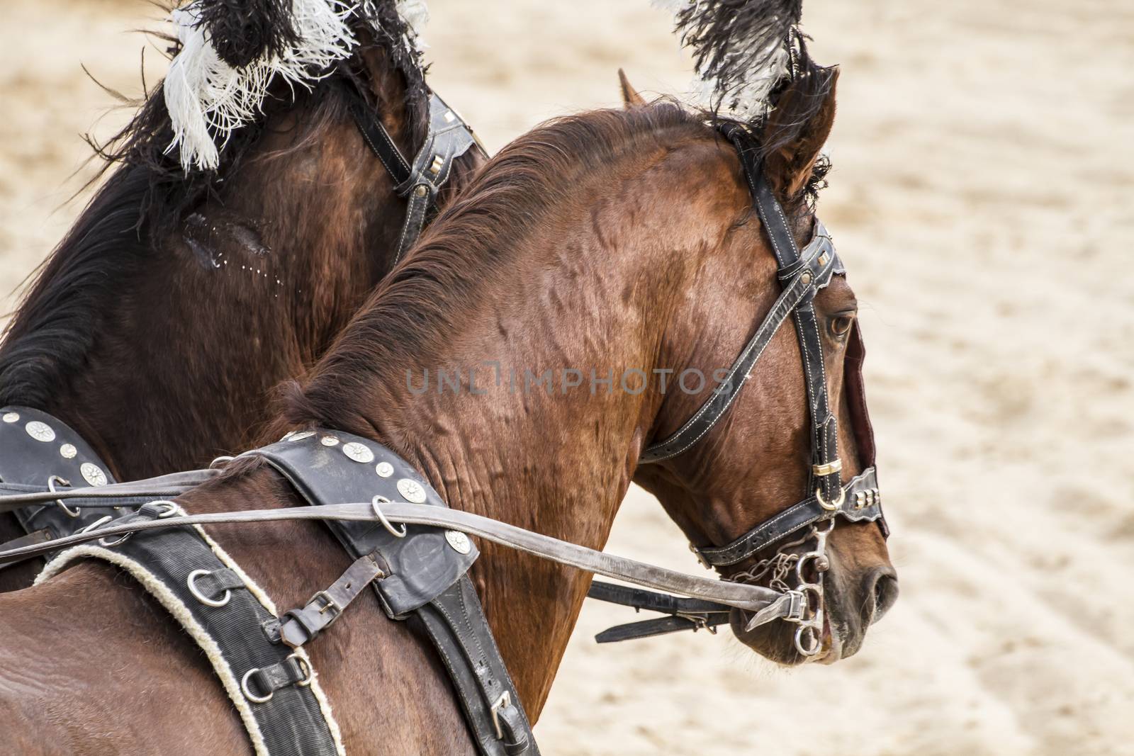 Roman chariots in the circus arena, fighting warriors and horses