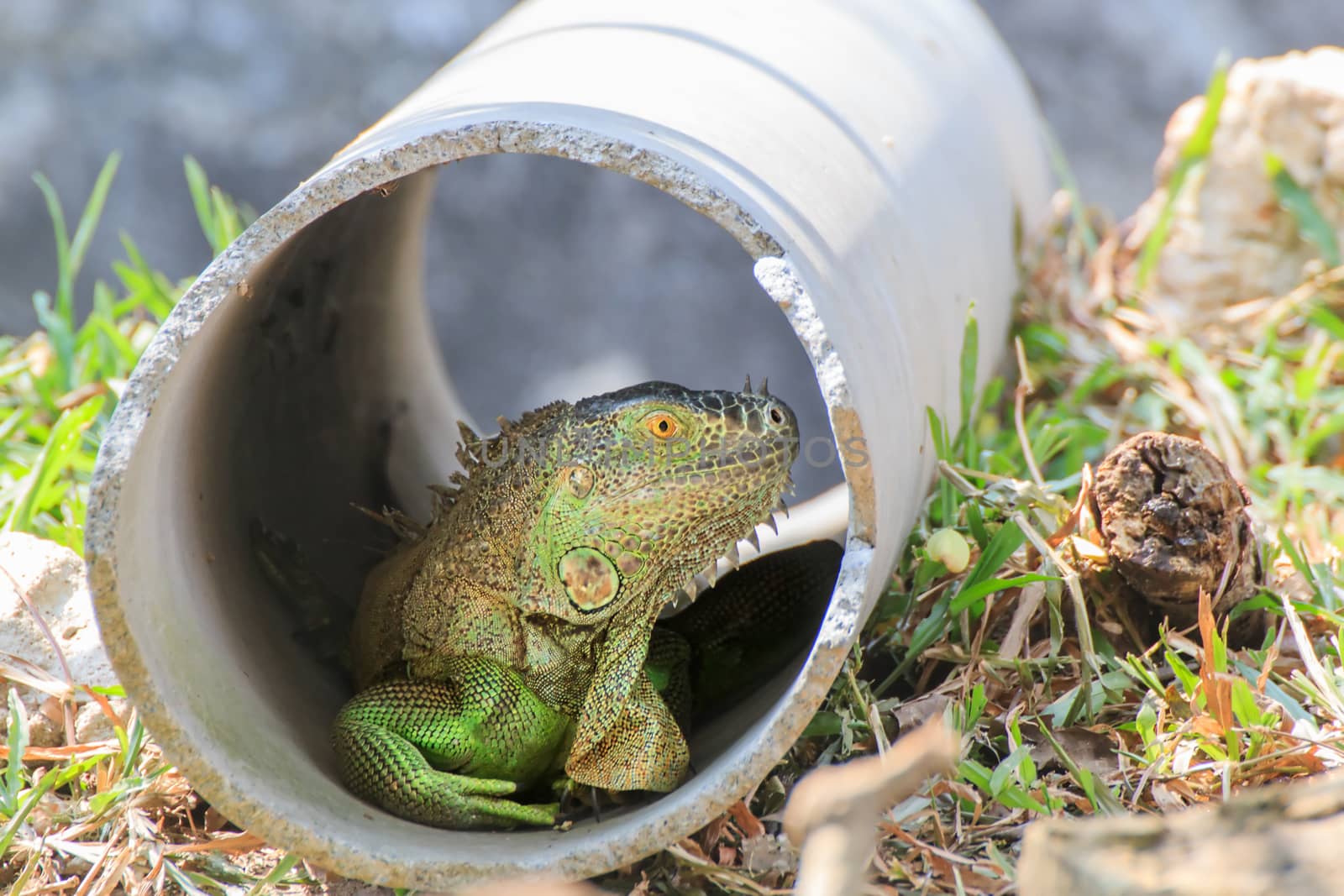 Mature male Green Iguana (Latin name: Iguana iguana).