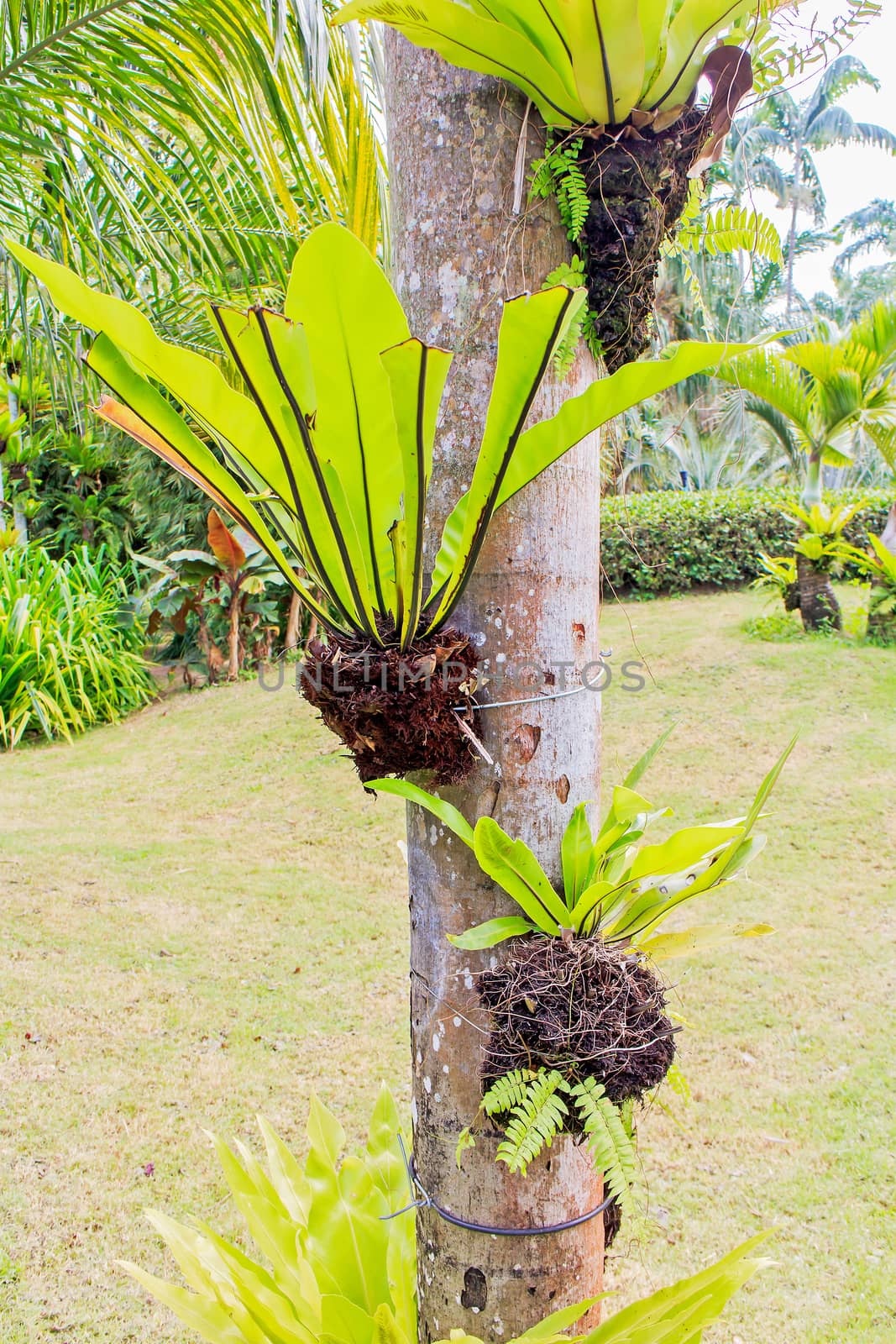 Fern plants cover on tree in the garden.