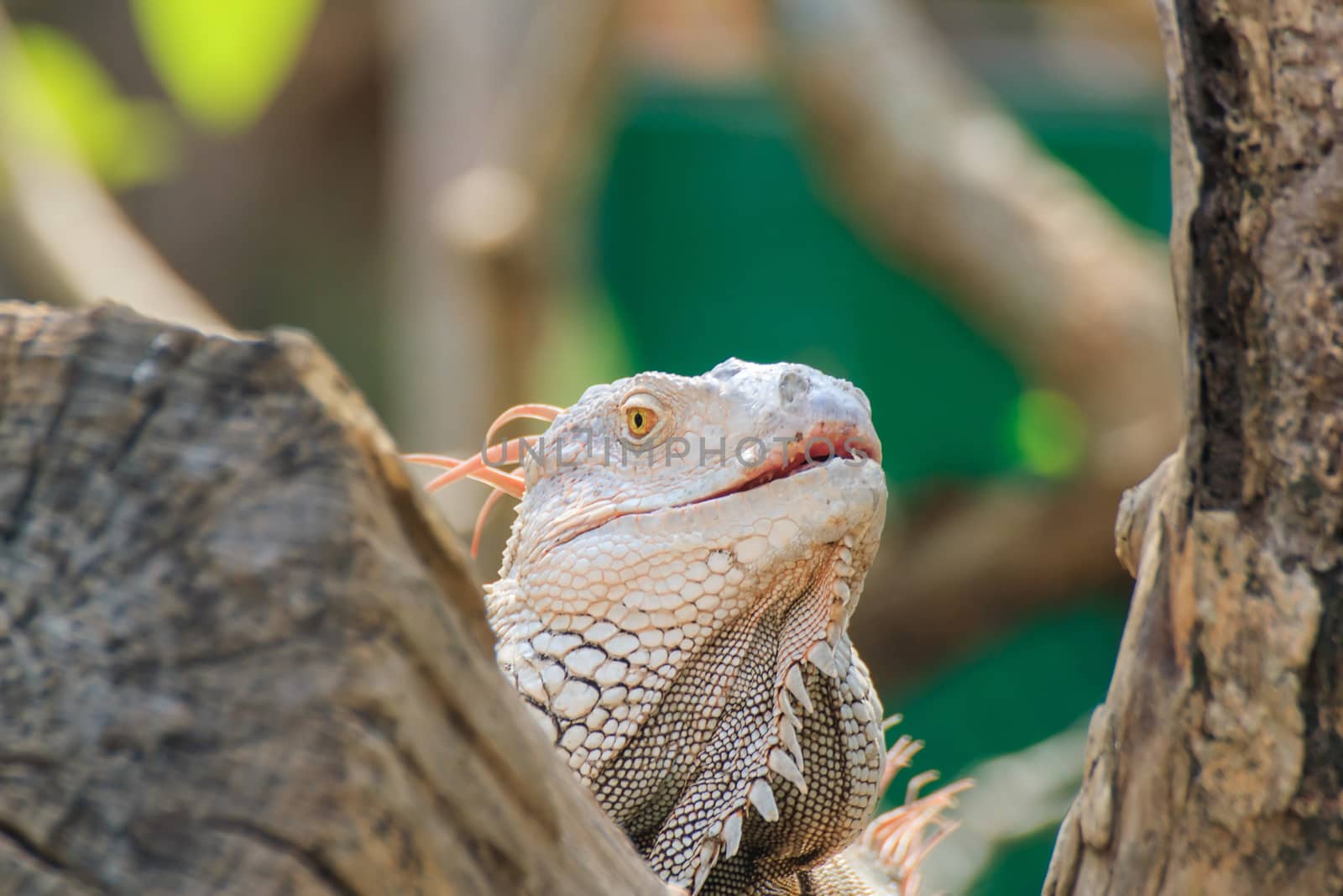 Mature male Green Iguana (Latin name: Iguana iguana).