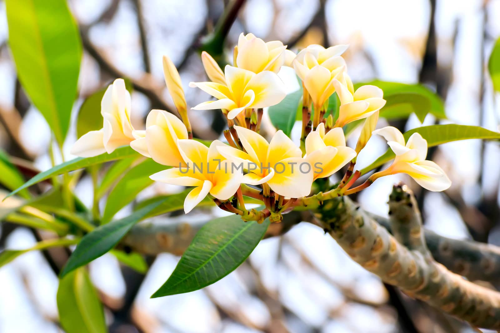 Pink frangipani flowers with leaves in the background.