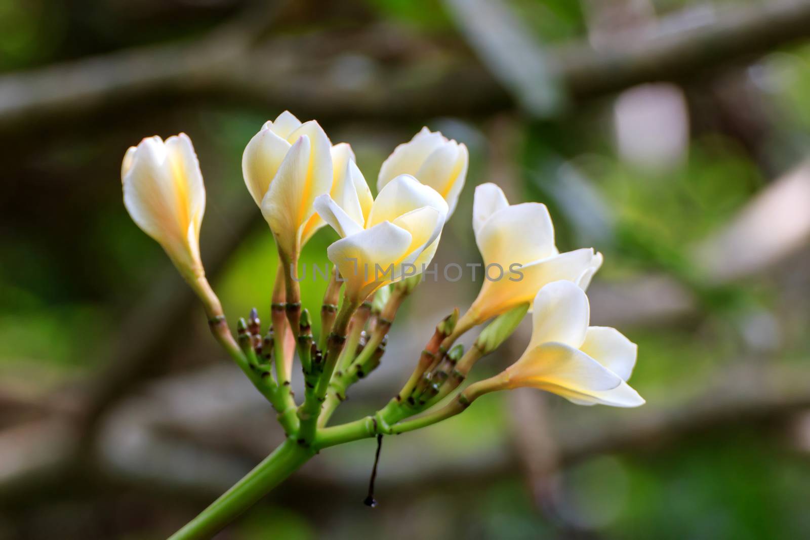 White frangipani flowers with park in the background.