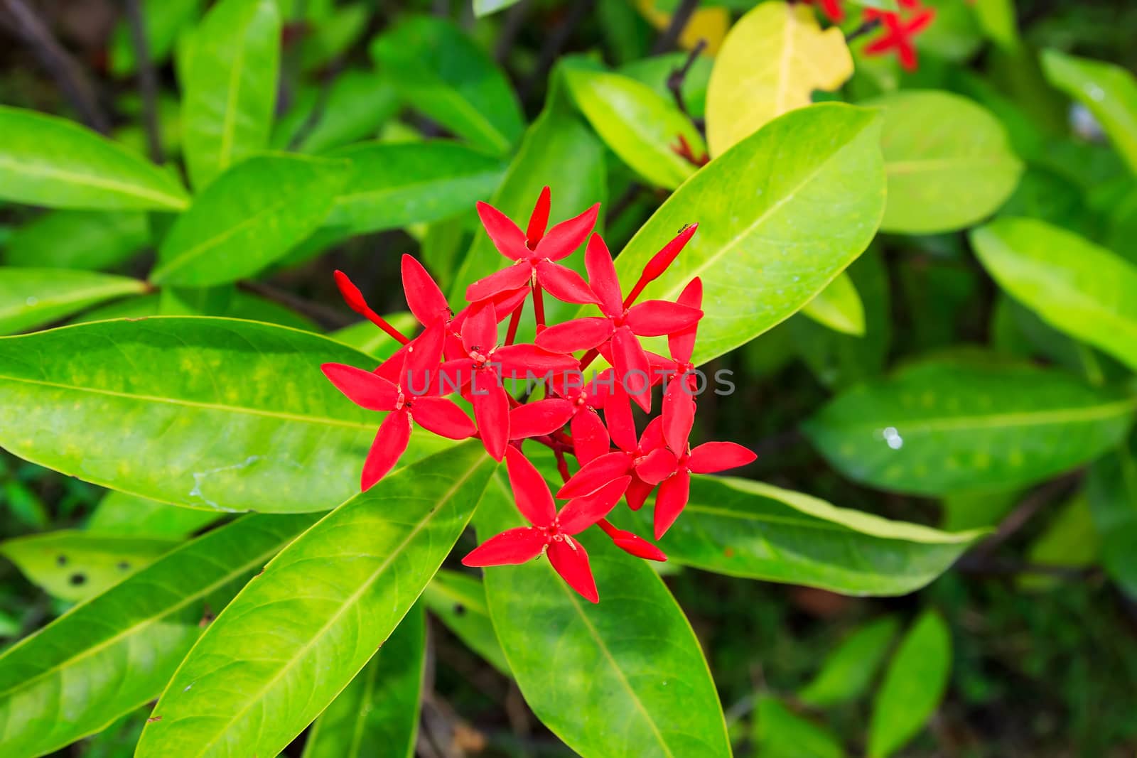 The bunch of beautiful orange-red Ixora with green leaves.