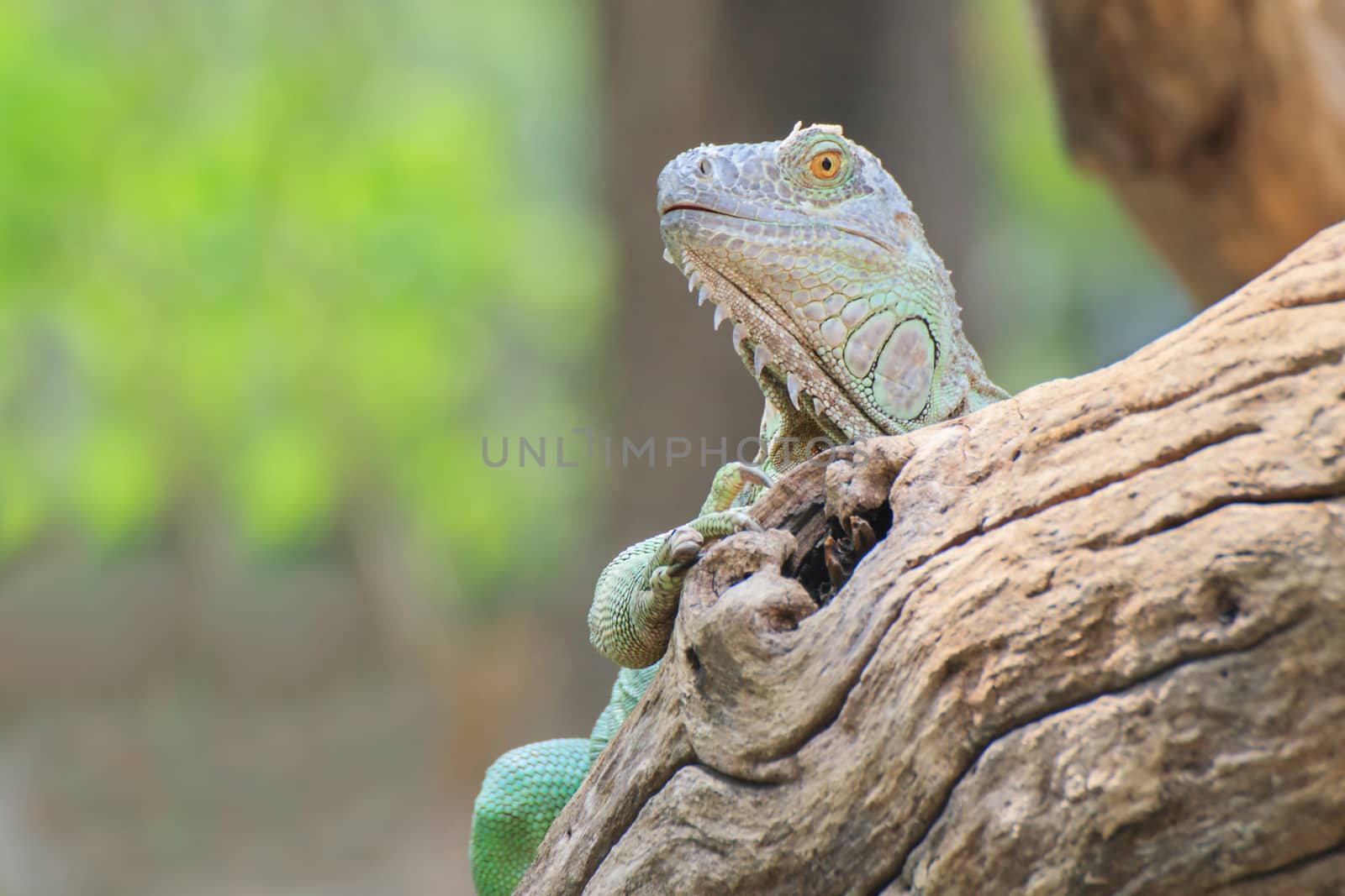 Mature male Green Iguana (Latin name: Iguana iguana).
