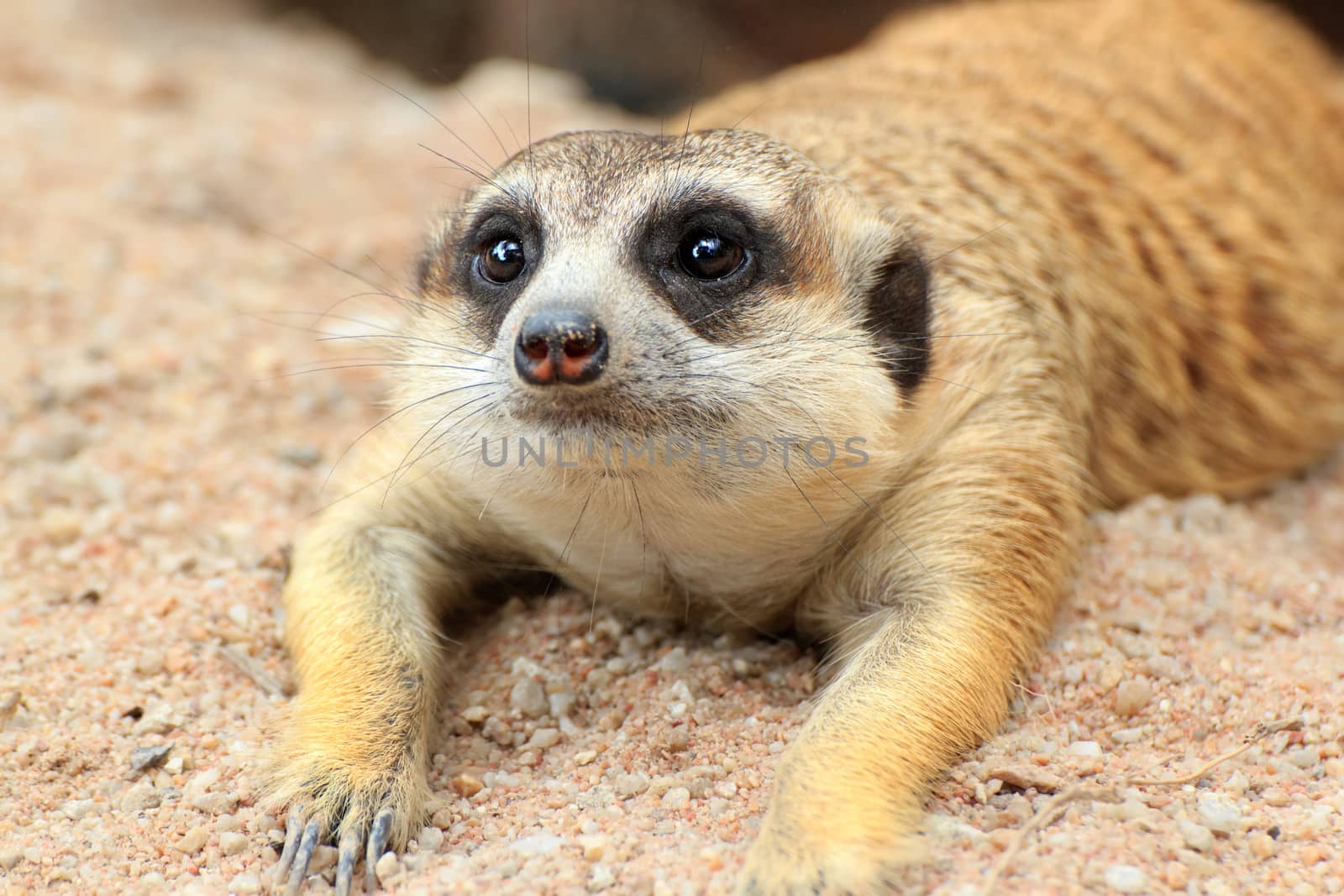 Meerkat is open Zoo Khao Kheow, Thailand.