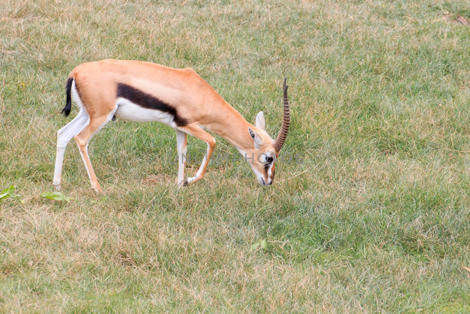 Male antelope in a Khao Kheow Zoo, Chonburi in thailand.