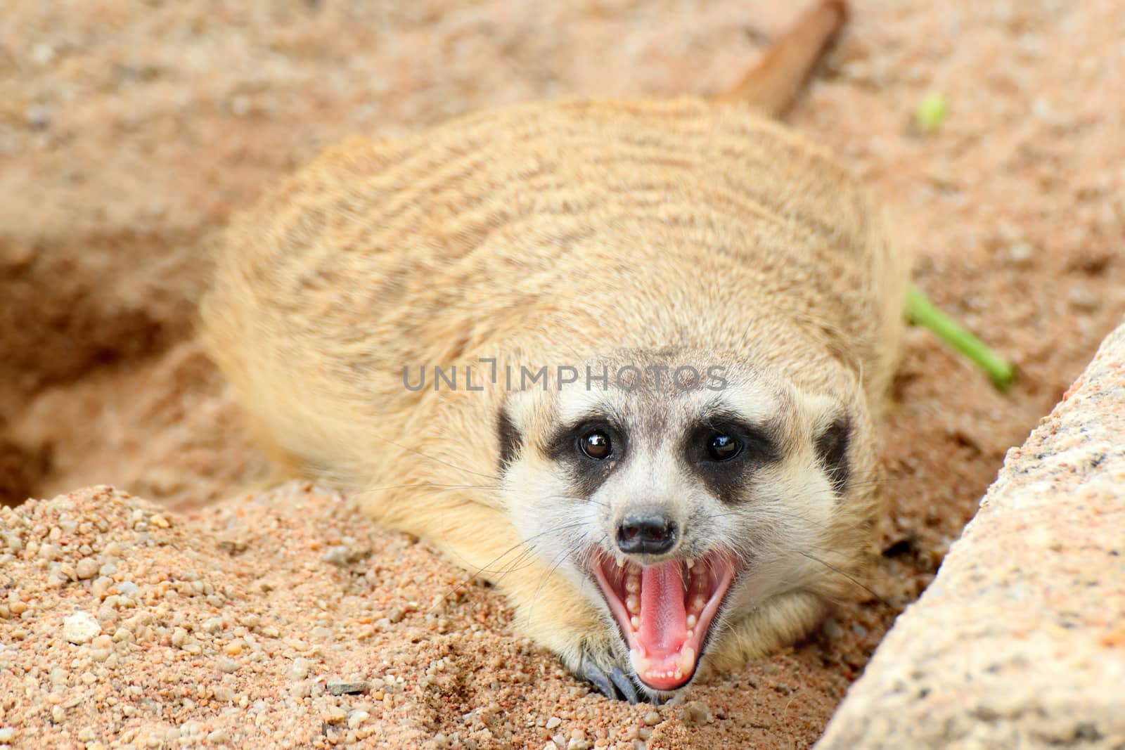 Meerkat is open Zoo Khao Kheow, Thailand.