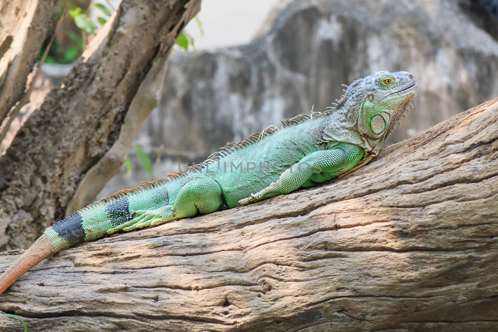 Mature male Green Iguana (Latin name: Iguana iguana).