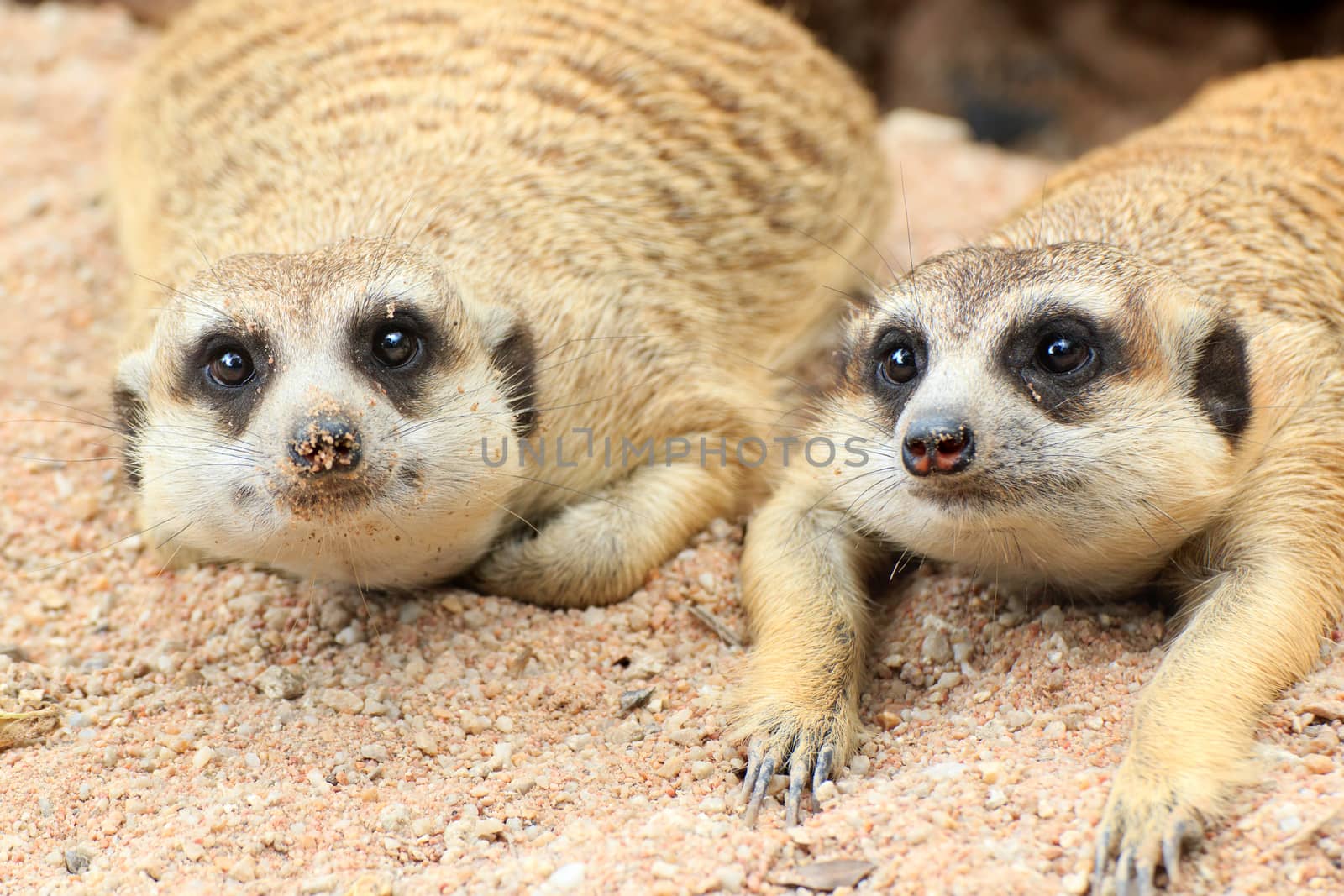 Meerkat is open Zoo Khao Kheow, Thailand.