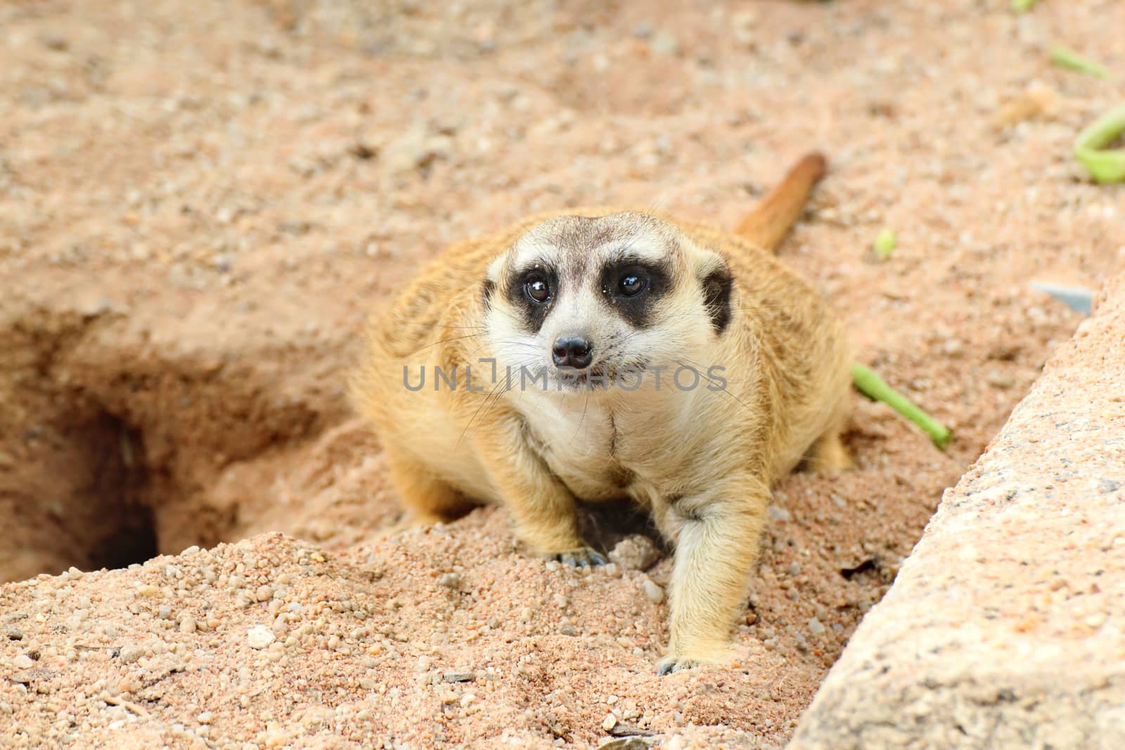 Meerkat is open Zoo Khao Kheow, Thailand.