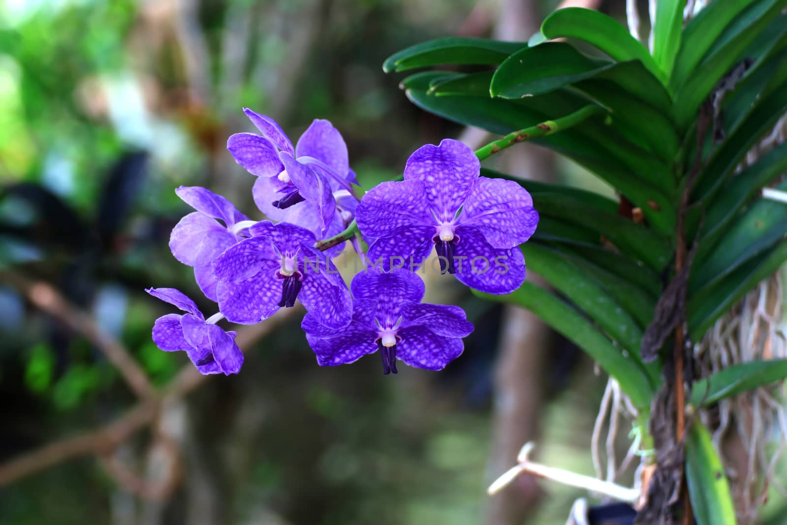 Beautiful orchid fresh flowers on a leaves background.