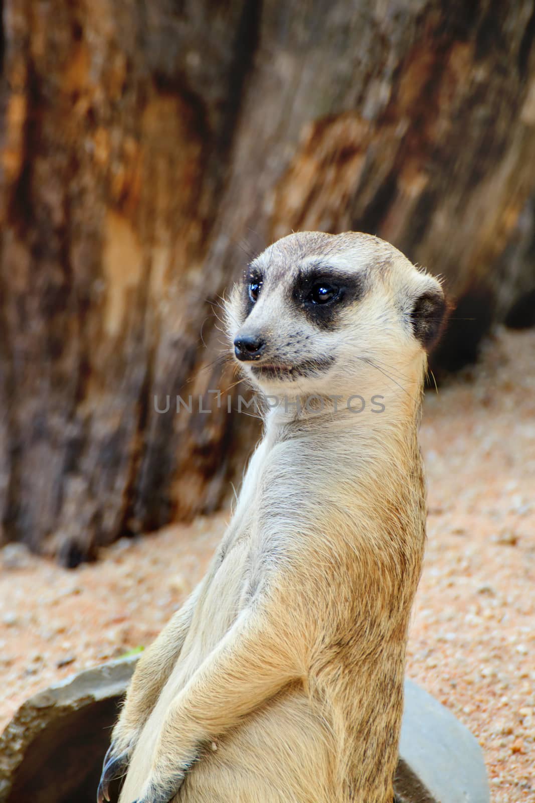 Meerkat is open Zoo Khao Kheow, Thailand.