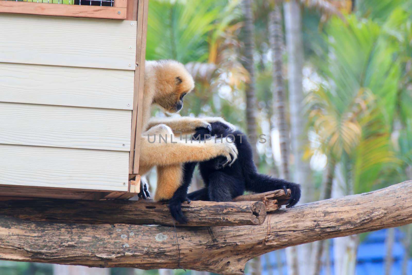 Monkey in a Khao Kheow Zoo, Chonburi in thailand.