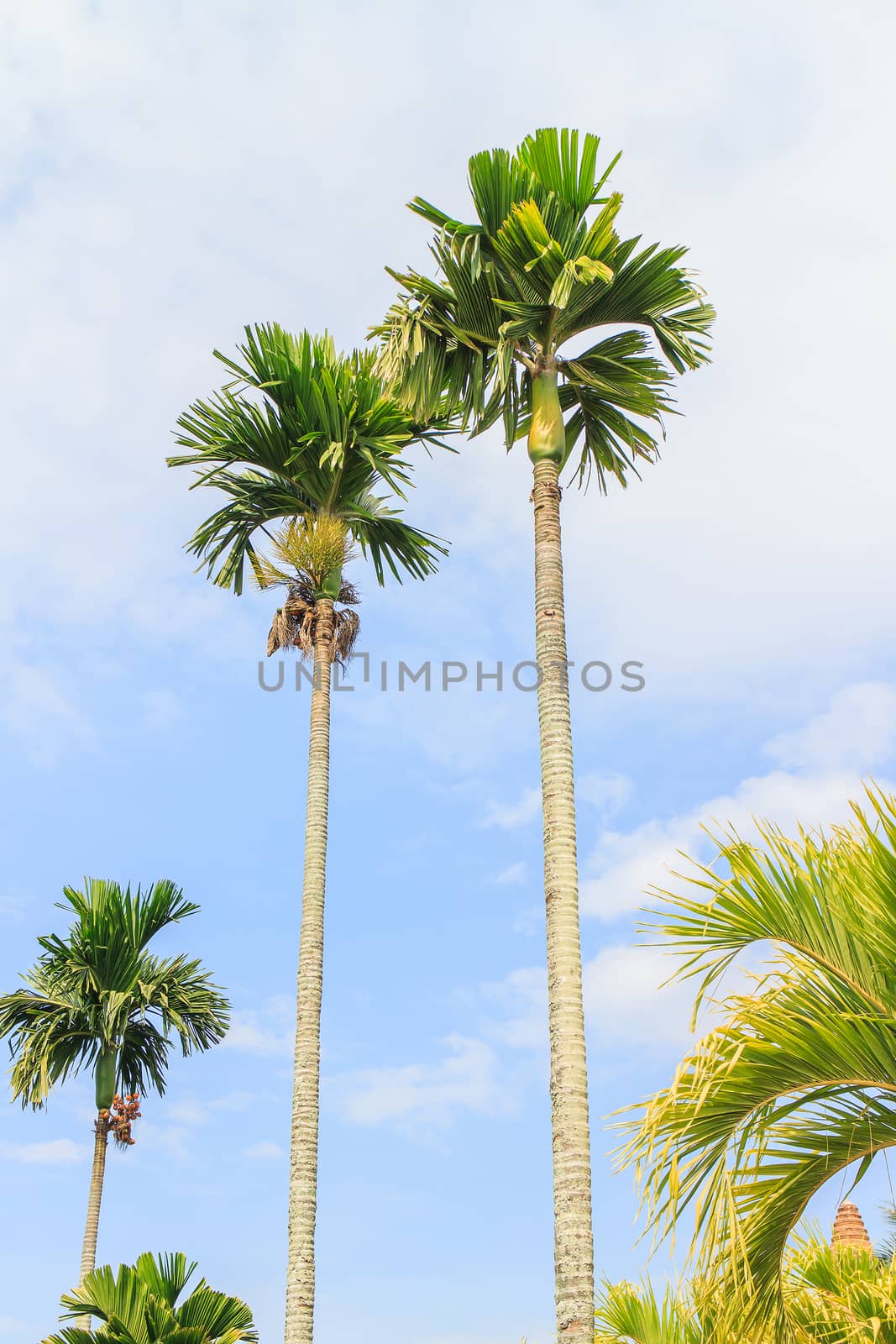 Show the beautiful shape of towering palms.