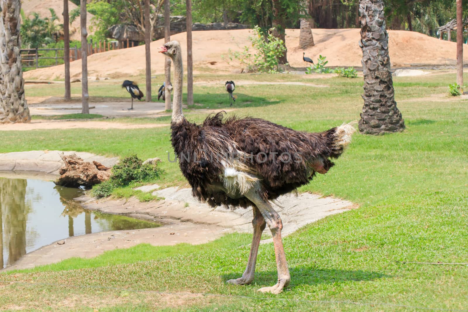 Ostrich walking in Khao Kheow Zoo Chonburi, Thailand.