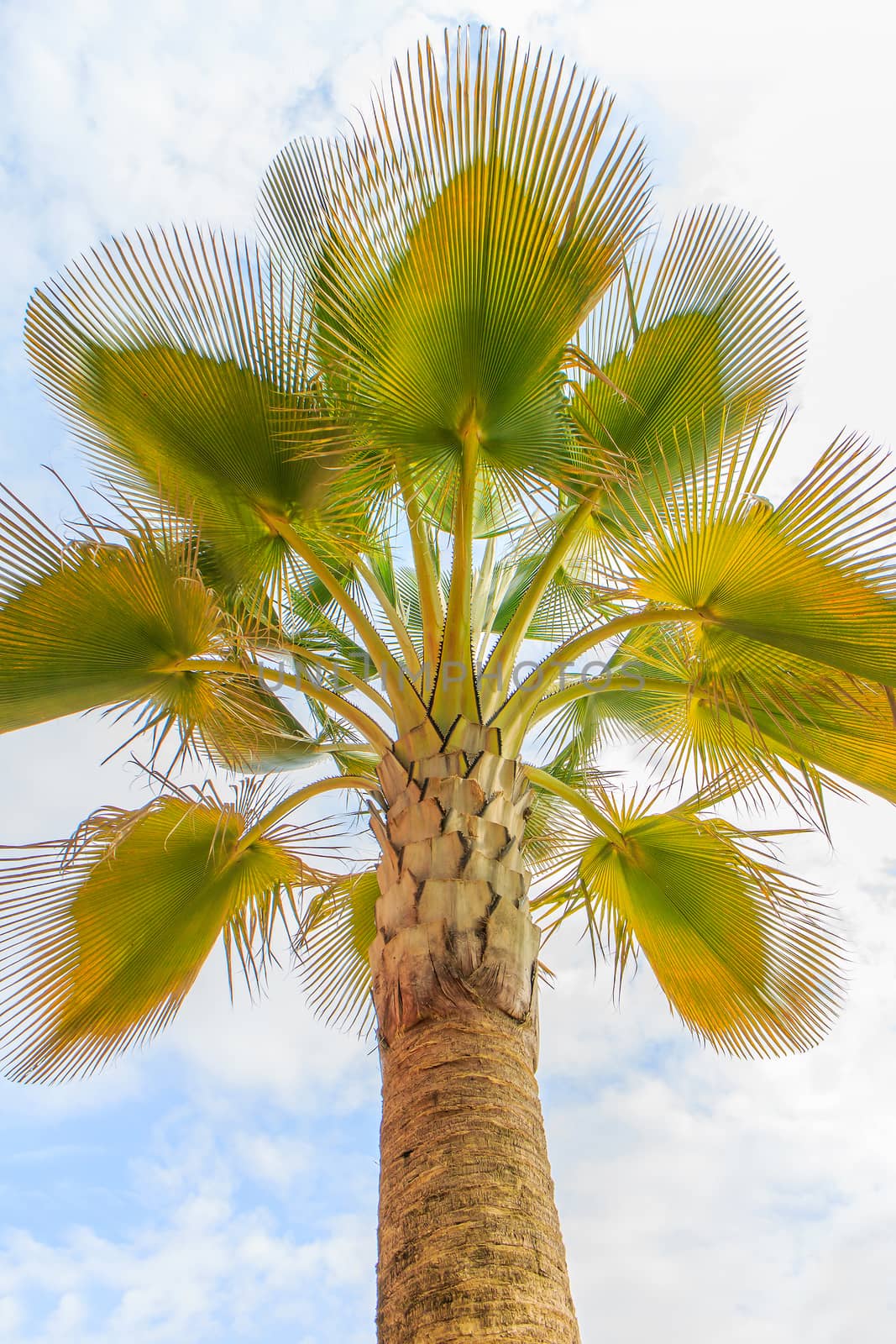 Show the beautiful shape of towering palms.