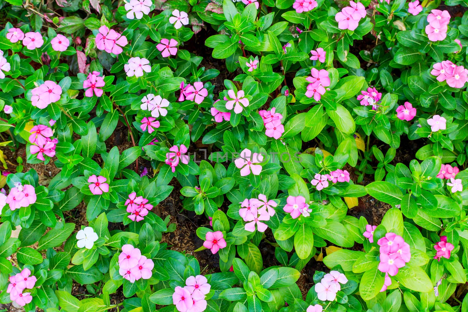 Pink Periwinkle on a leaves green background.