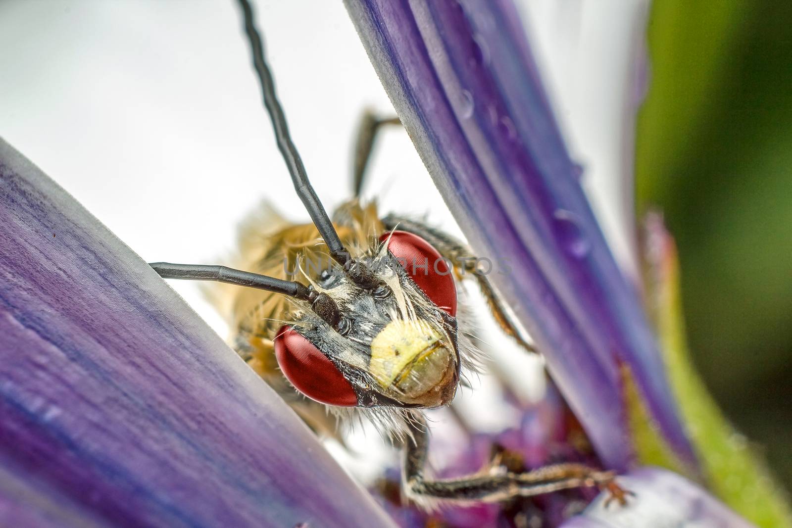 Insect between flower leaves by dynamicfoto