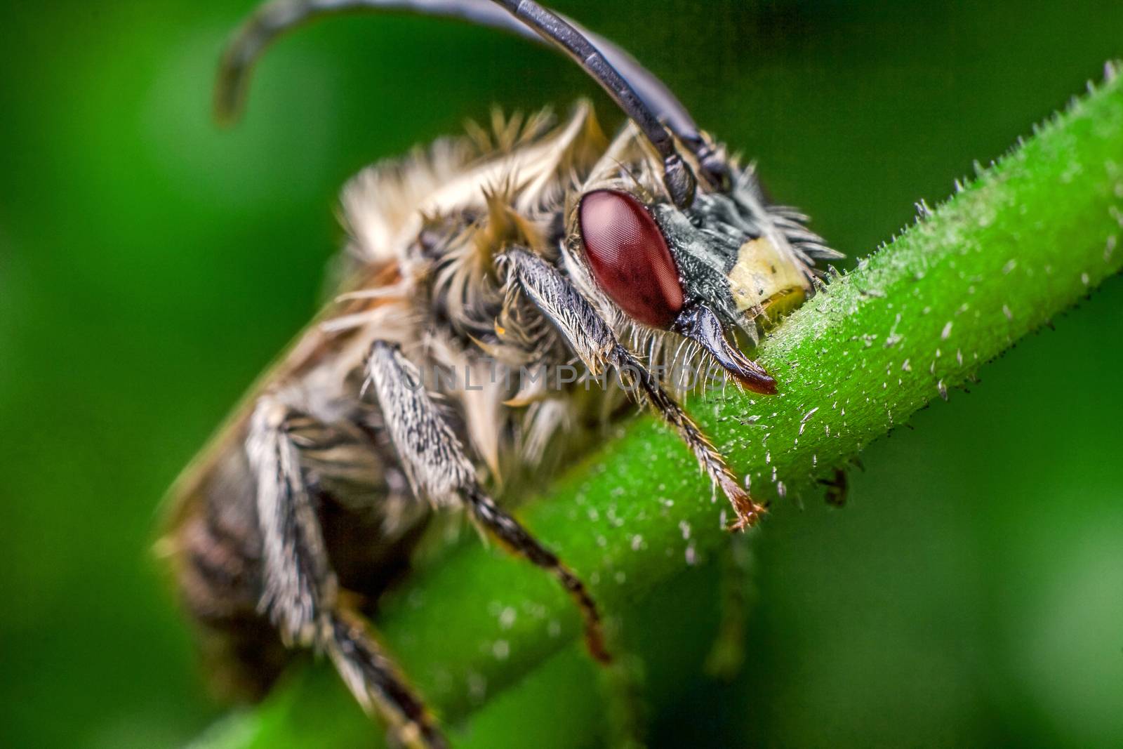 High magnification of a beautiful insect on a branch