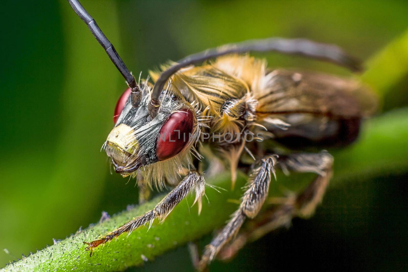 High magnification of a beautiful insect on a branch