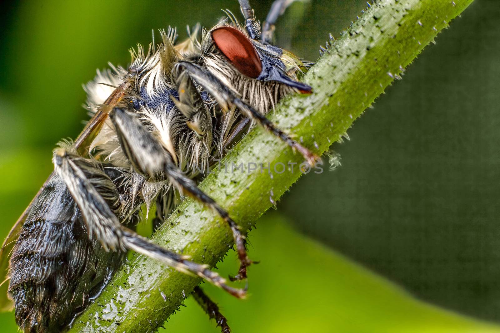 Insect on branch by dynamicfoto