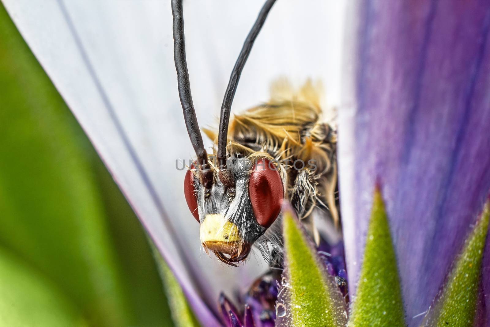 Insect on purple flower by dynamicfoto