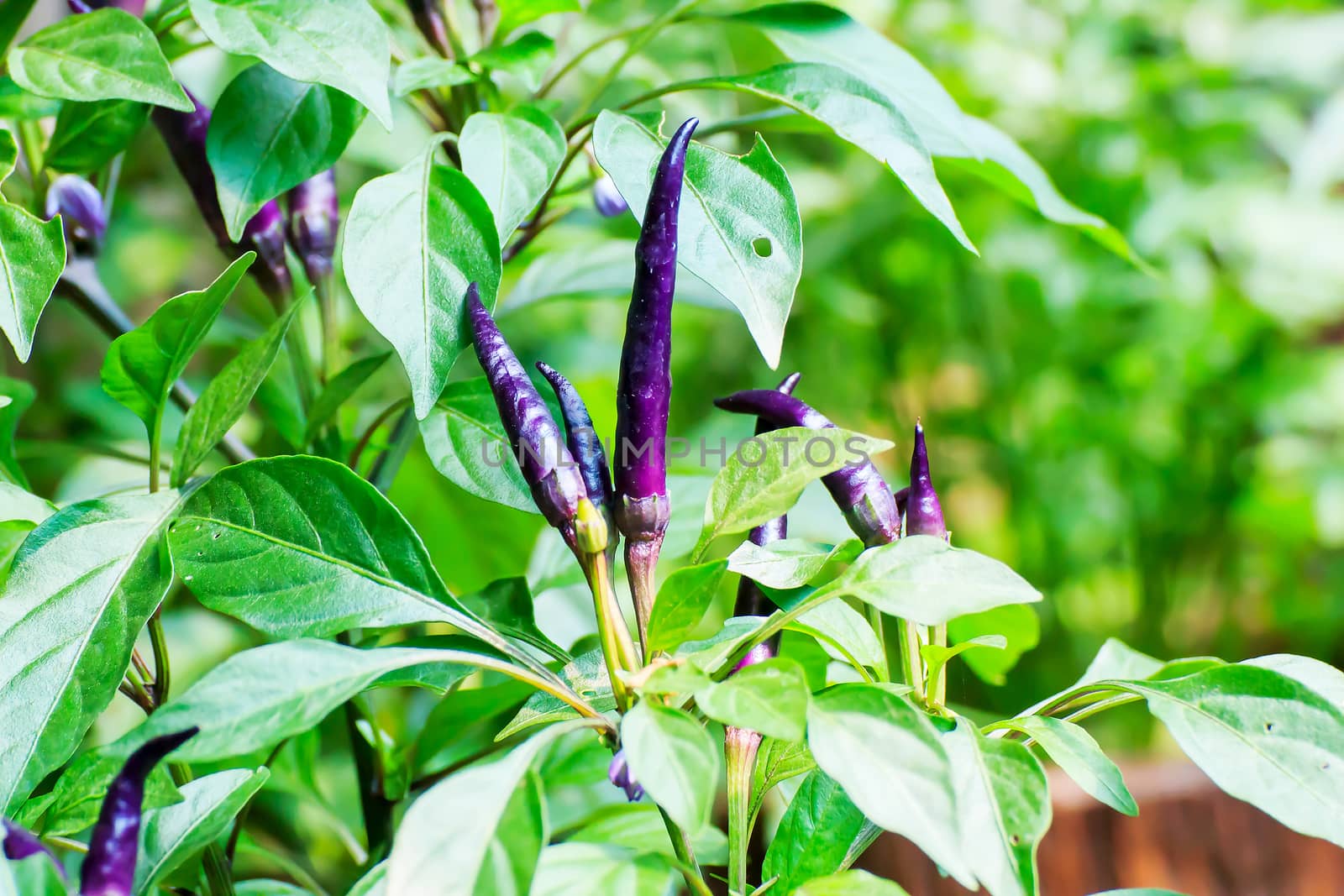 Fresh chili peppers on green leaves background