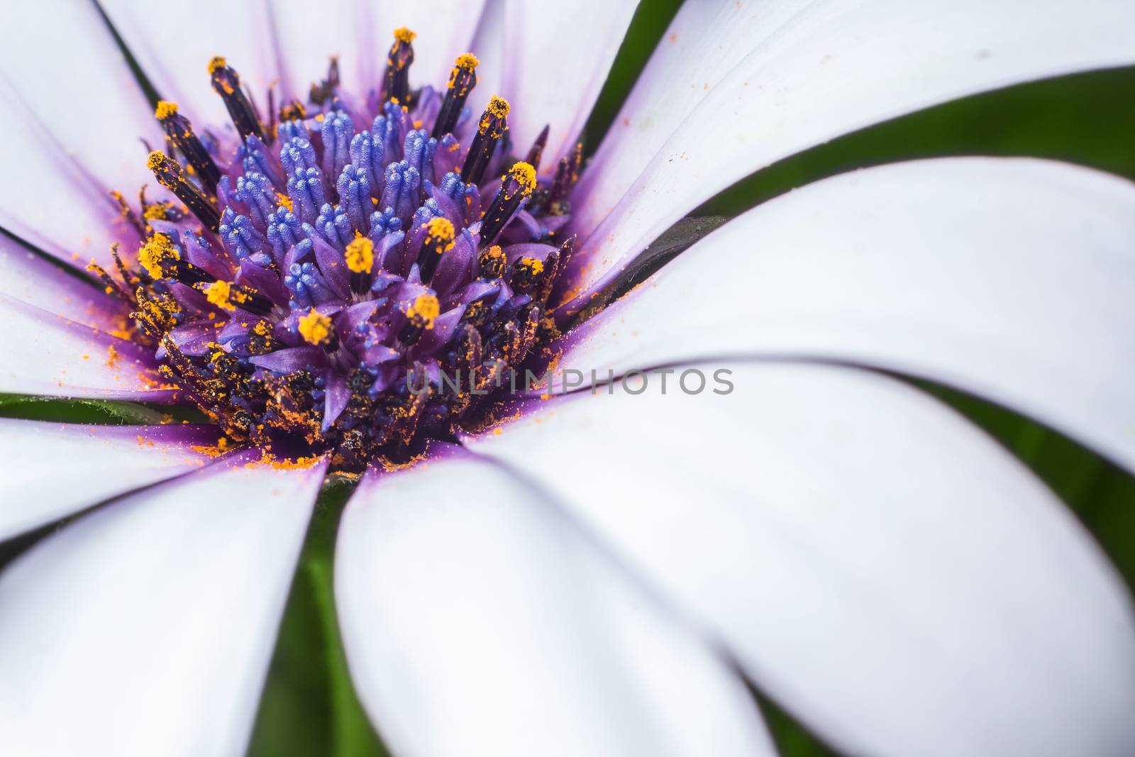 white and purple flower on green background