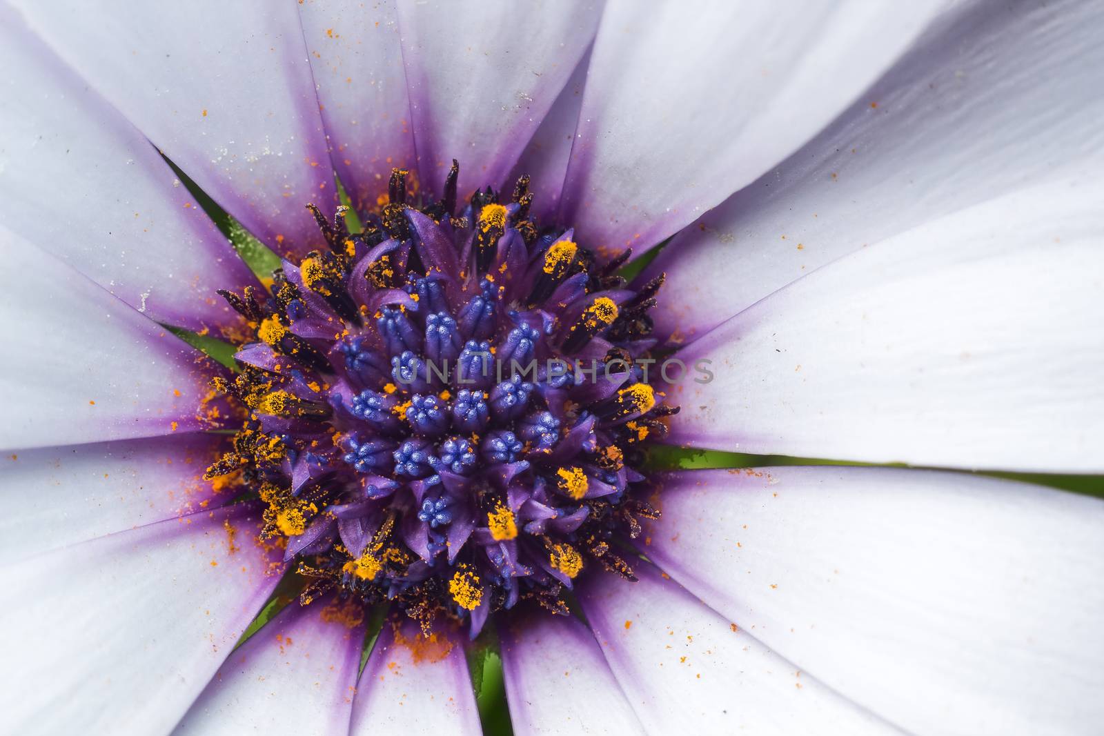 Purple flower by dynamicfoto