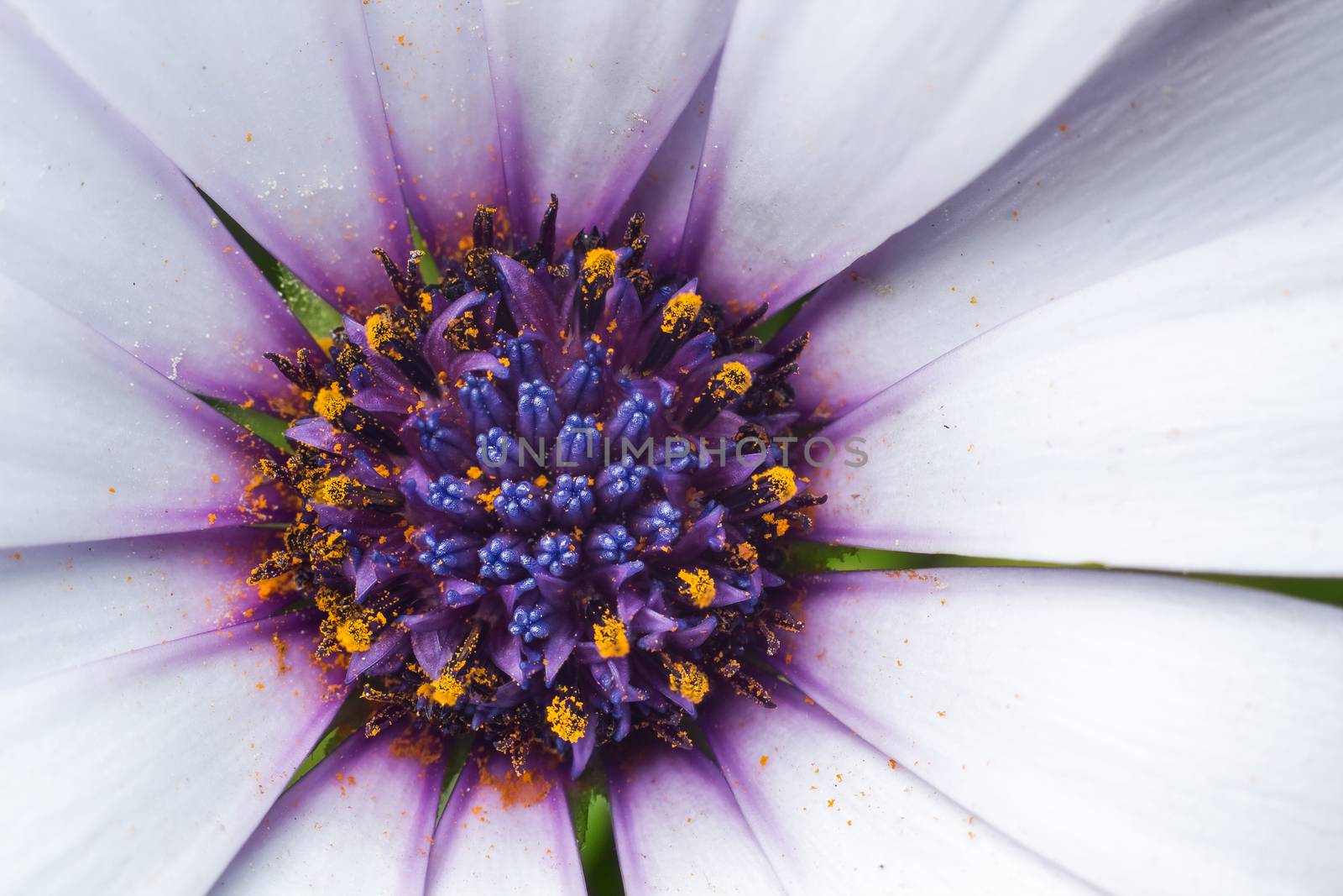 white and purple flower on green background