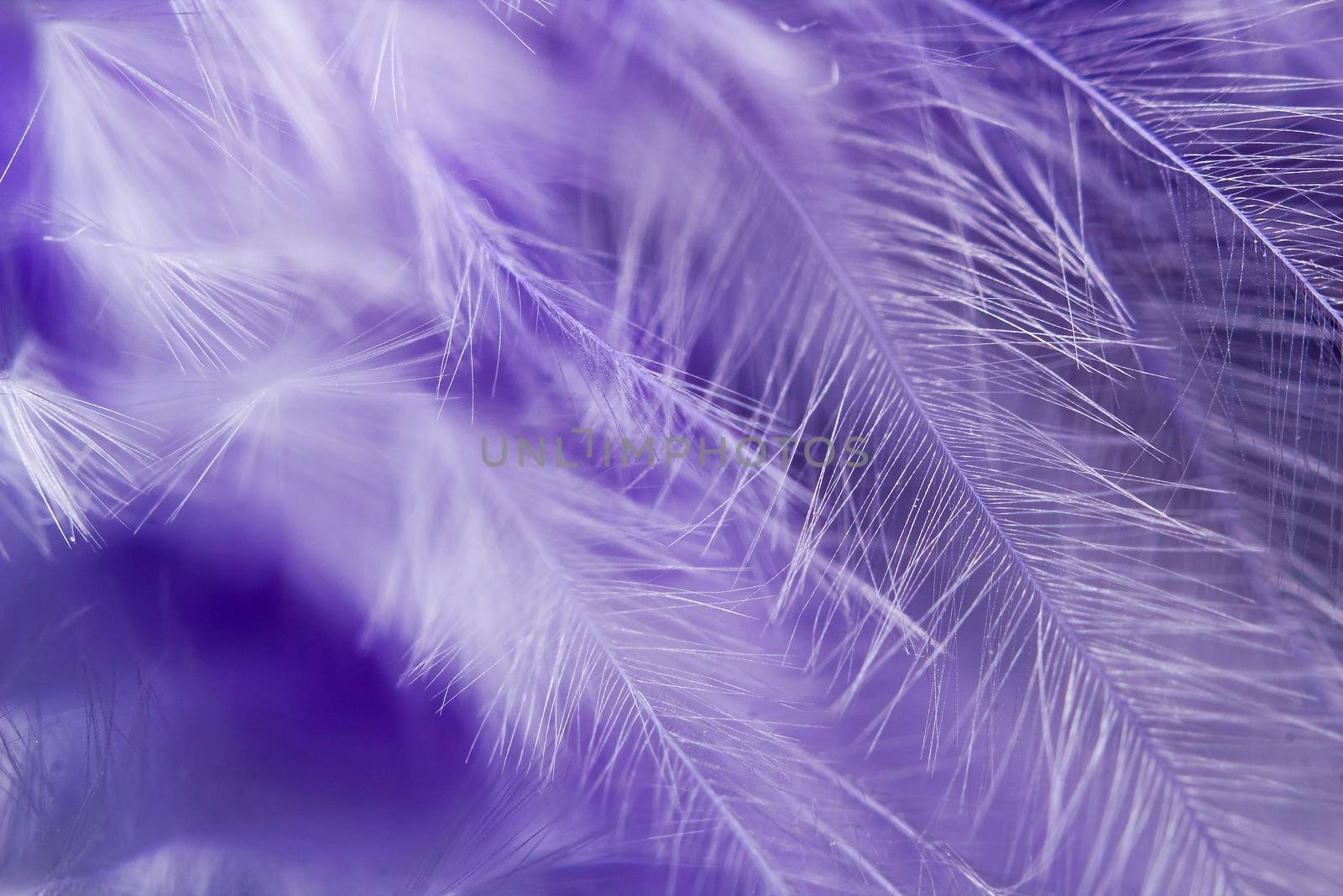 Abstrack colorful background of feathers