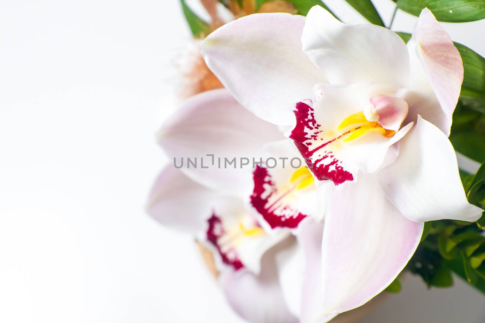 White and pink flower on white background