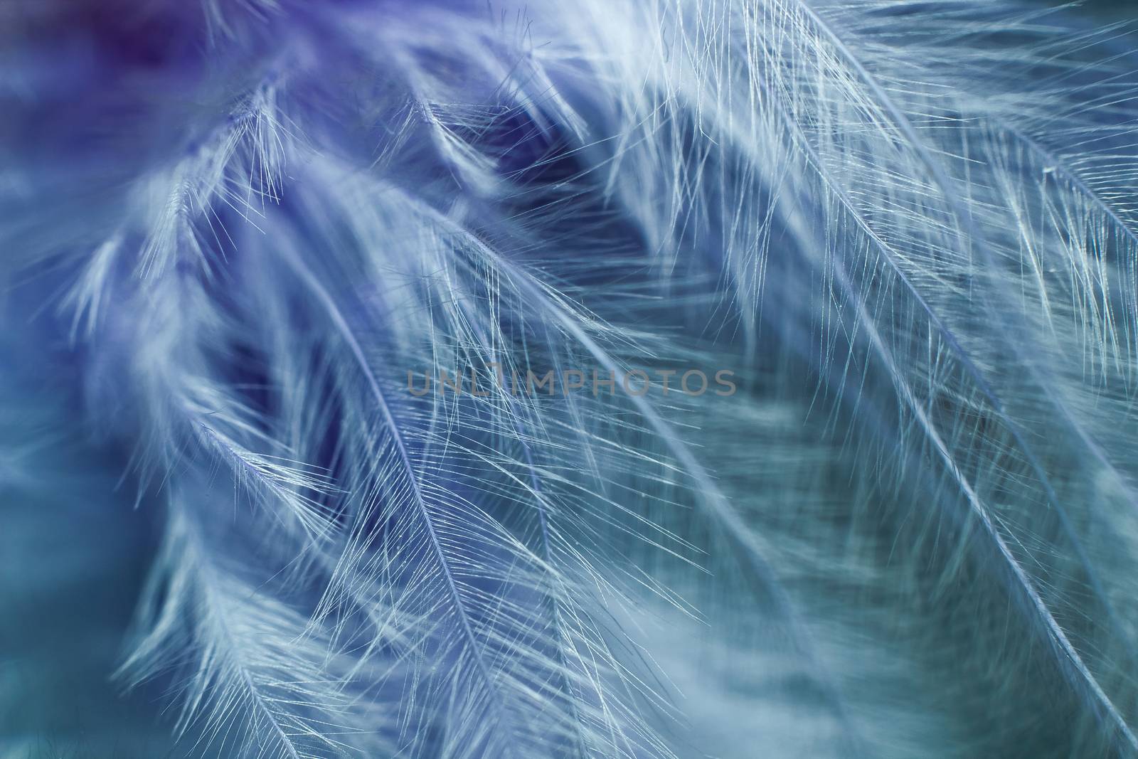 Abstrack colorful background of feathers