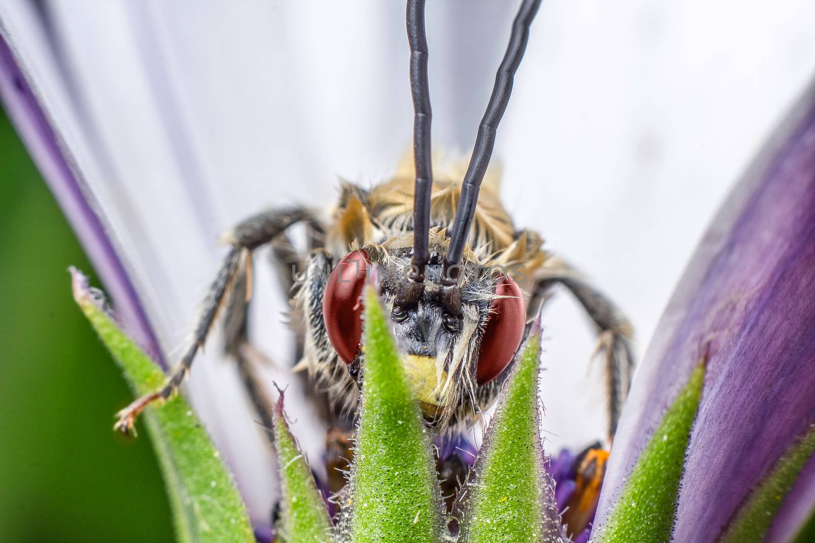 Beautiful insect in high magnification over a purple flower