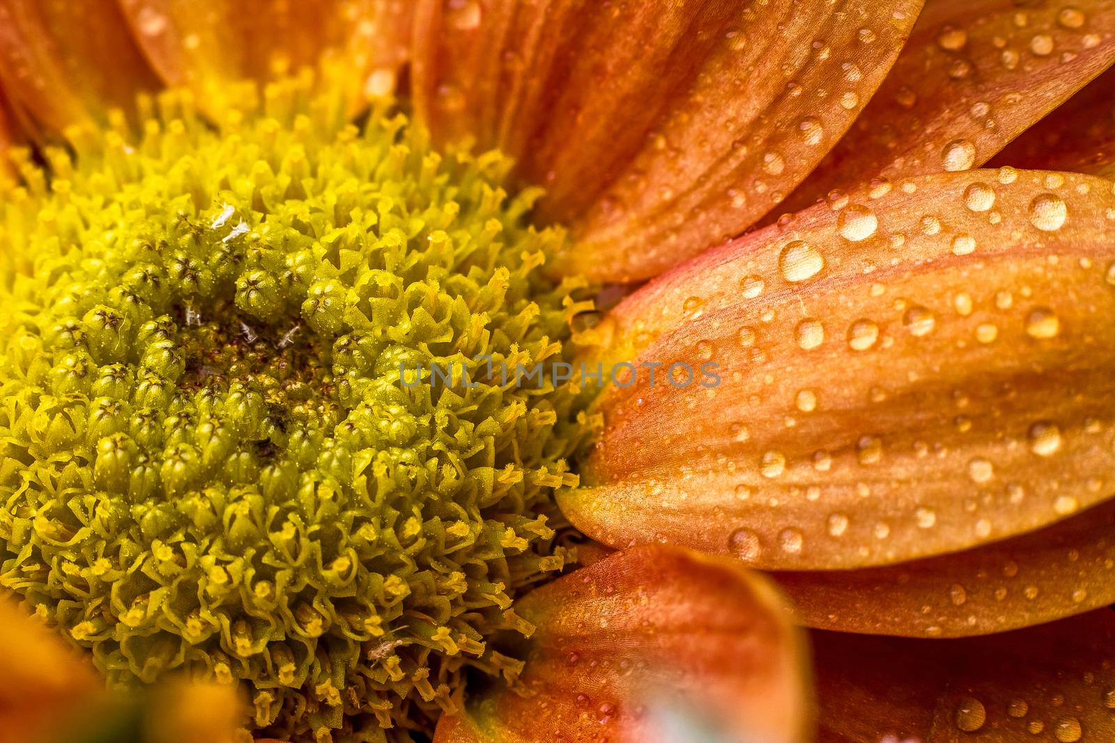 Beautiful cool drops over orange flower