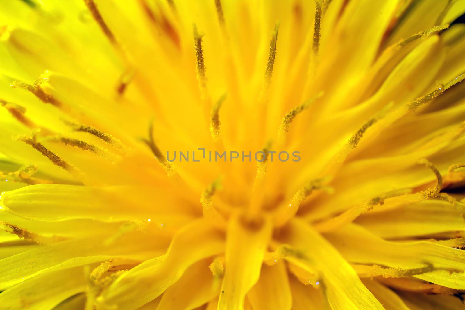 Yellow flower by dynamicfoto