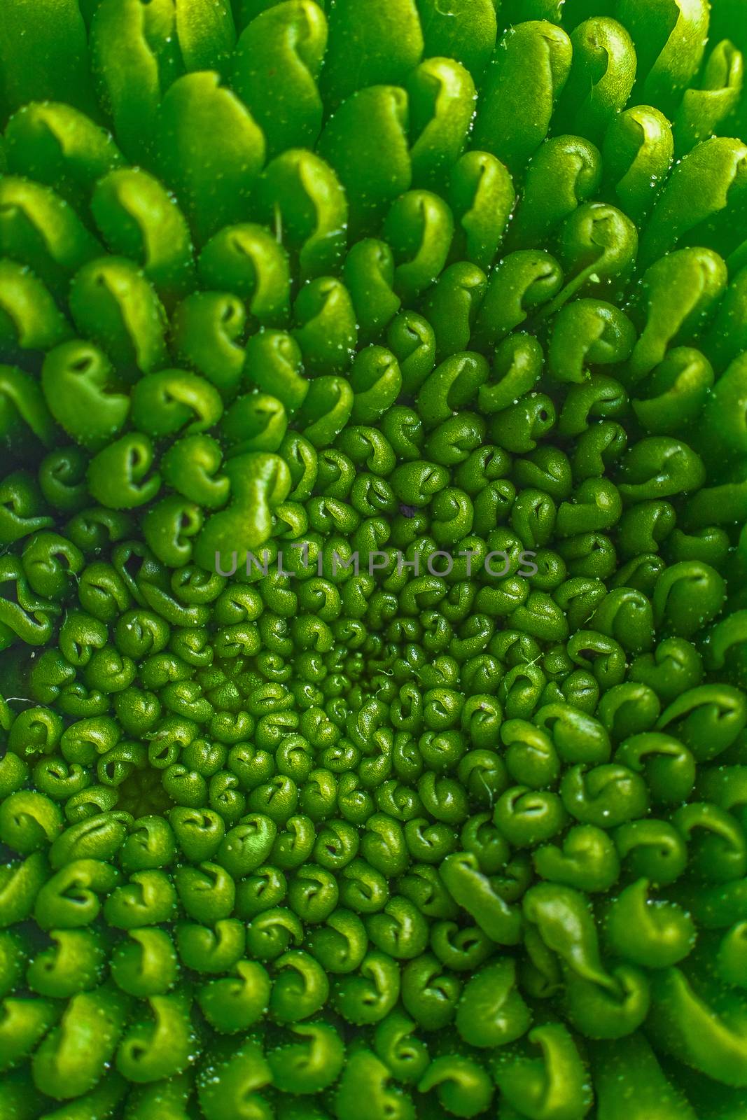 Green pattern fower by dynamicfoto