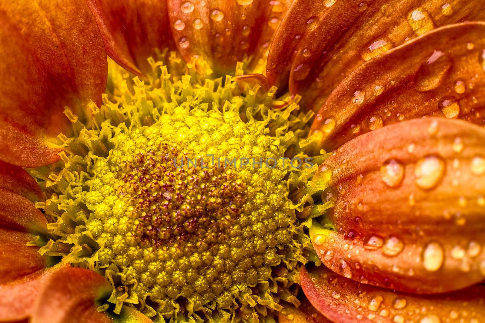 Orange flower by dynamicfoto