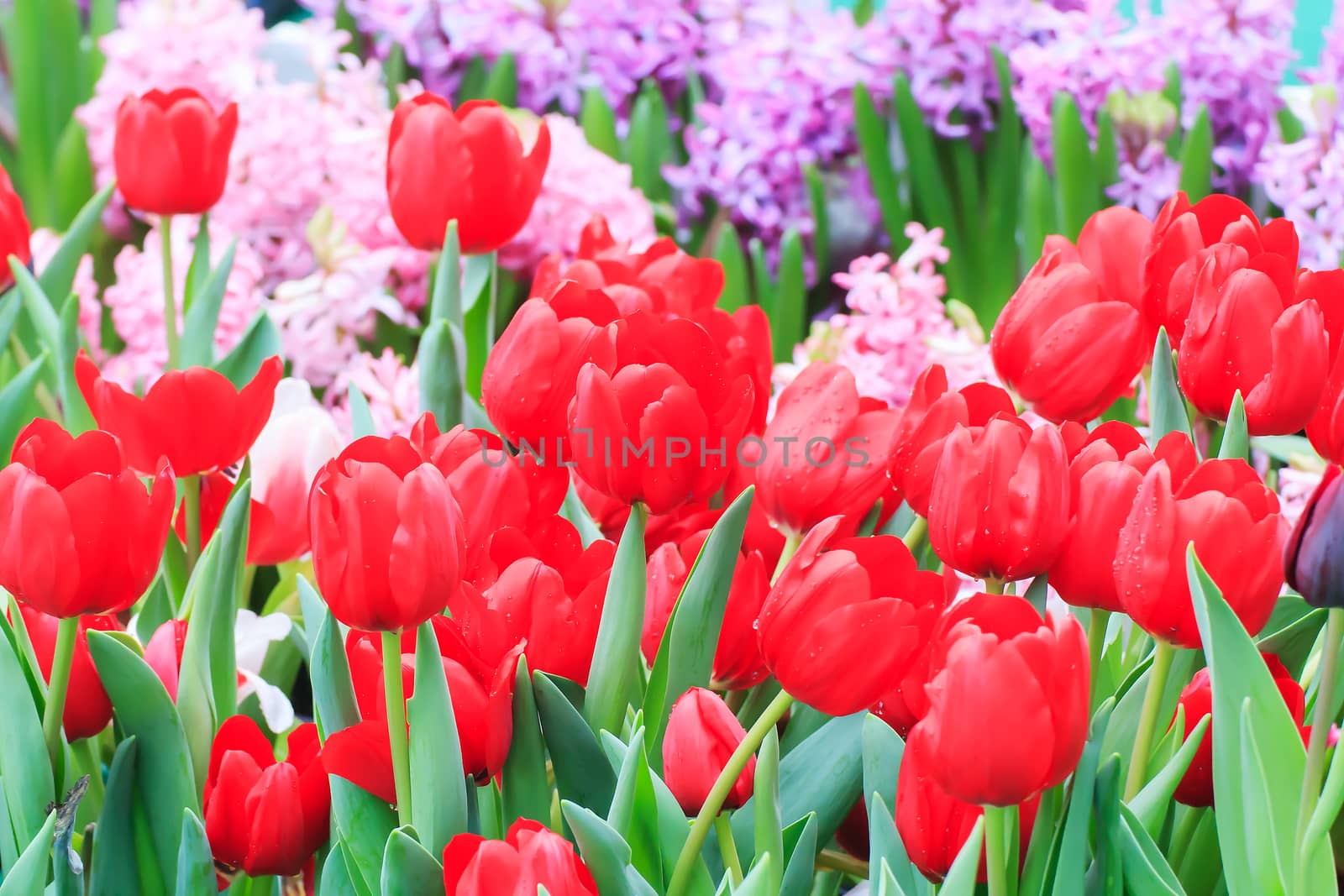 Beautiful bouquet of red tulips on a green leaves background.
