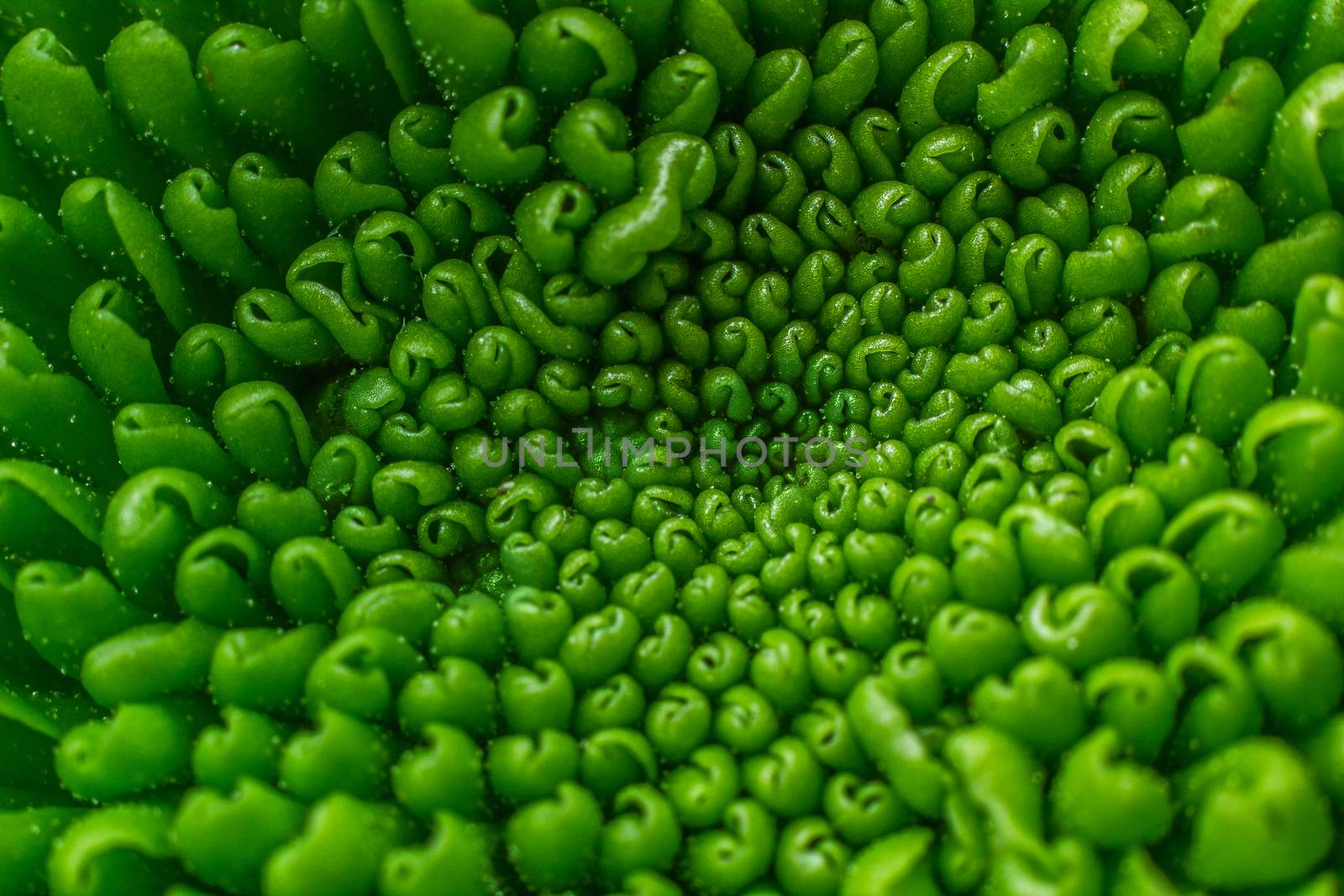 Green plant pattern by dynamicfoto