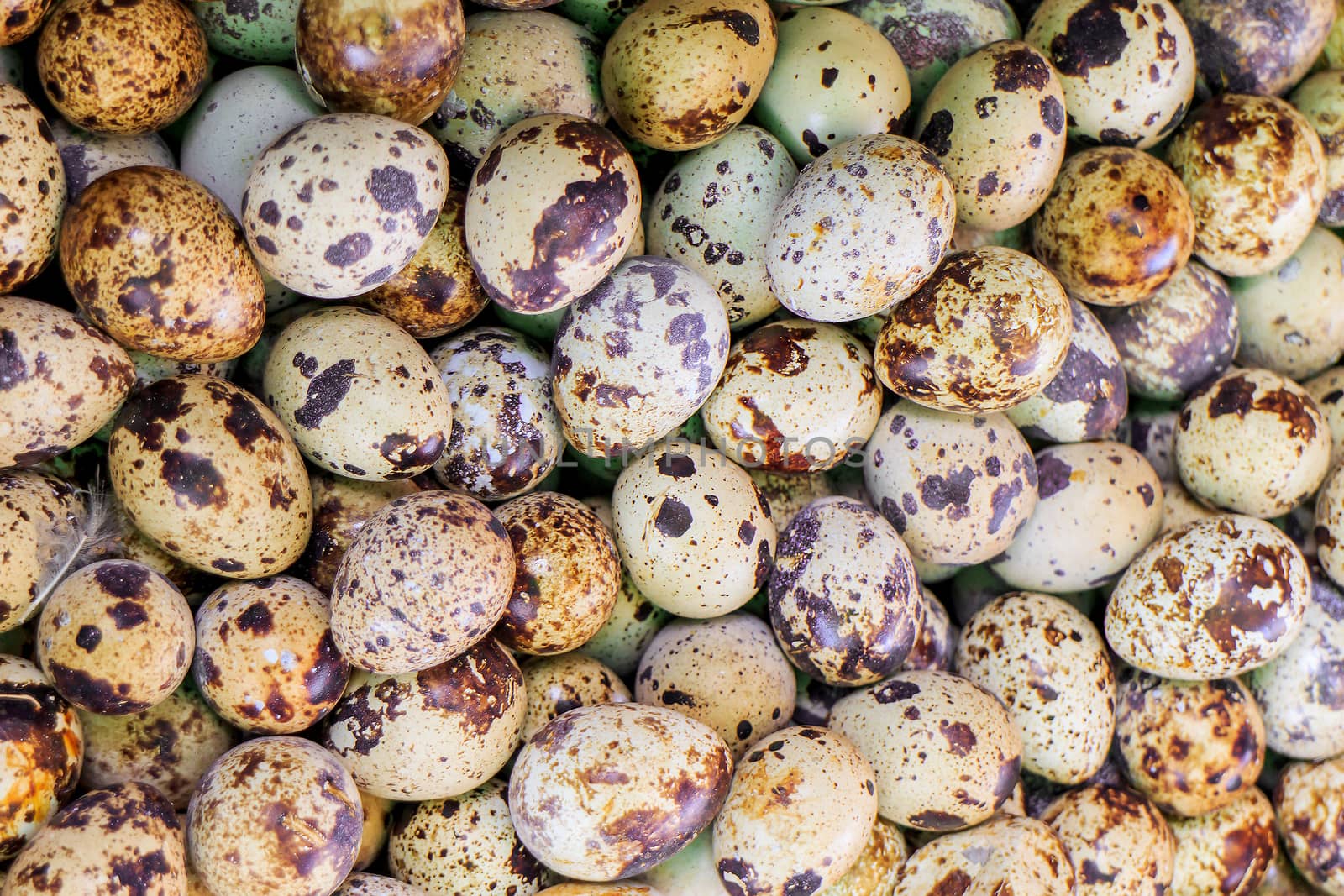 Fresh quail eggs with beautiful pattern for use as background.