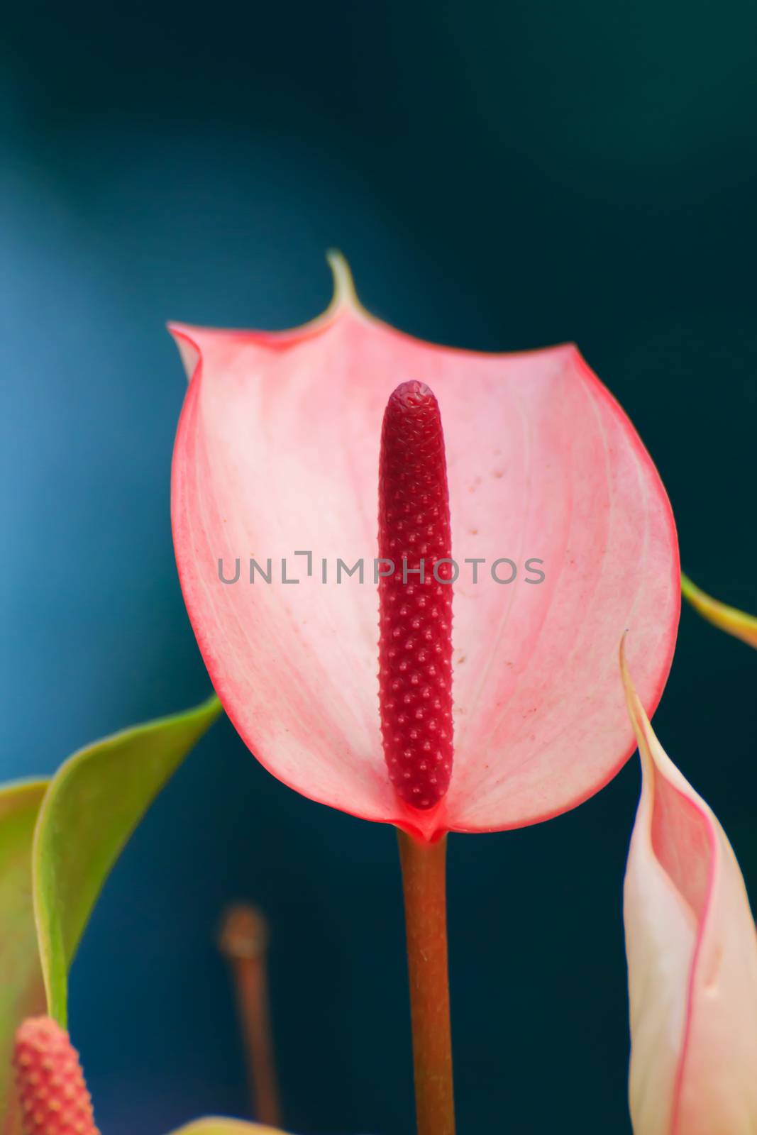 Red Anthurium flower and fresh by shooting closeup.