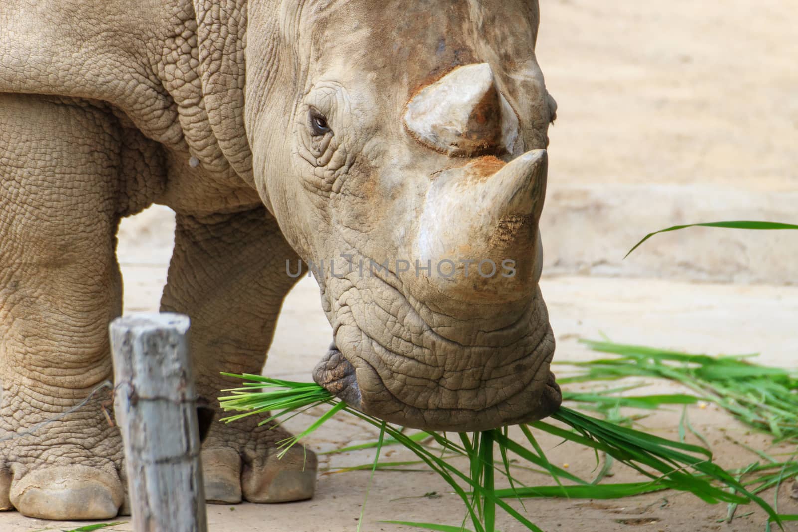 Big rhinoceros live in zoos Khao Kheow.