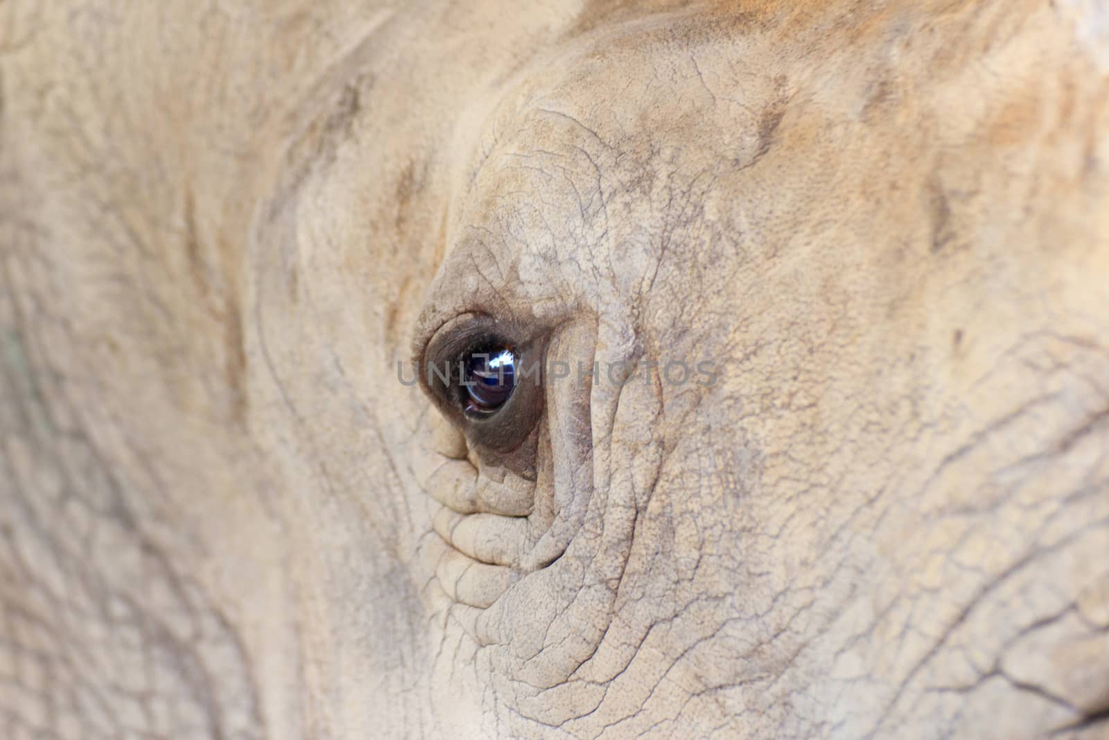 Big rhinoceros live in zoos Khao Kheow. Zoom in the eye.