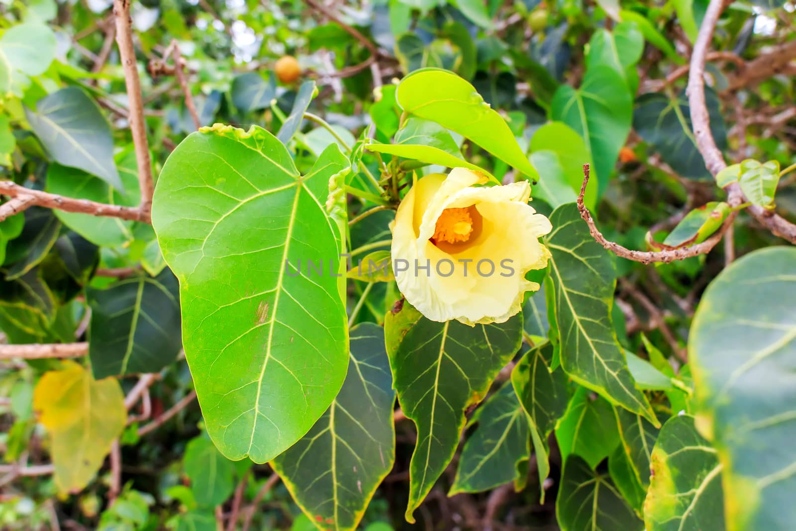 Sea bodhi flower growing on the island.