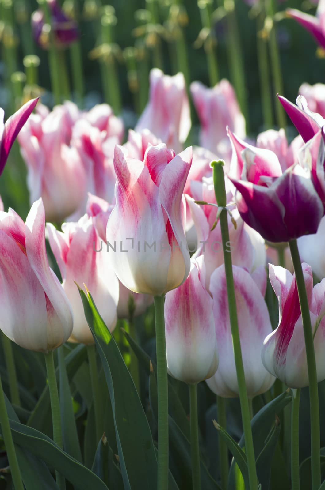 Spring background with tulips over natural background