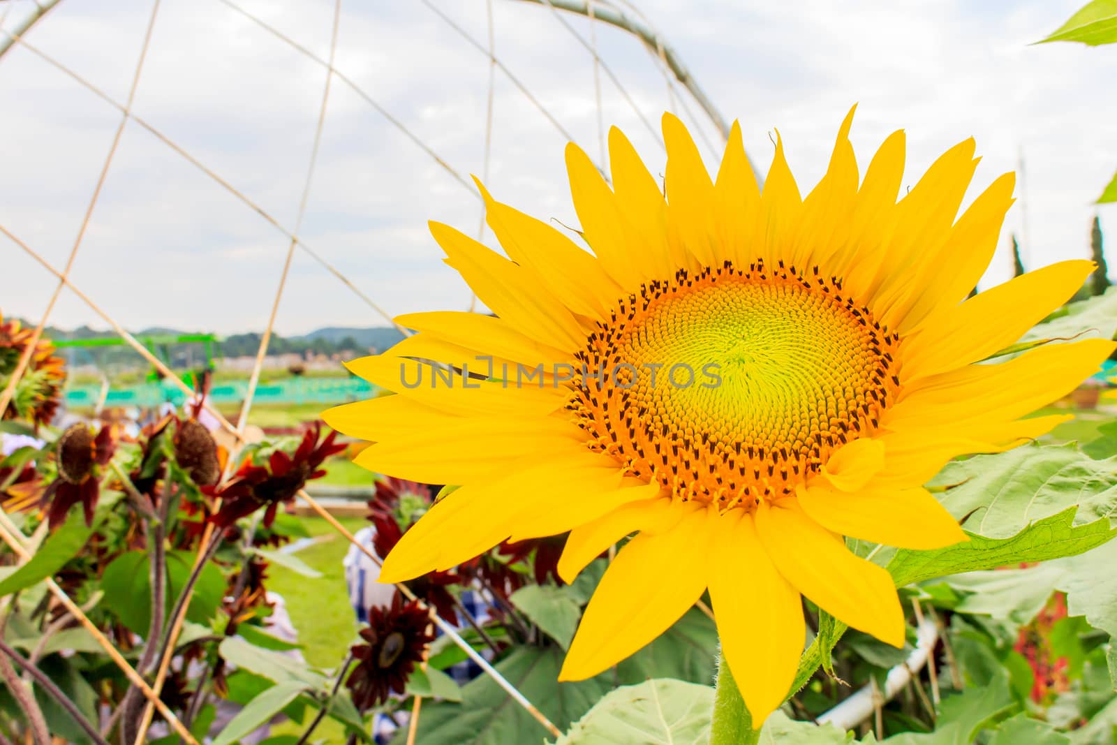 The sunflowers in the field in summer.