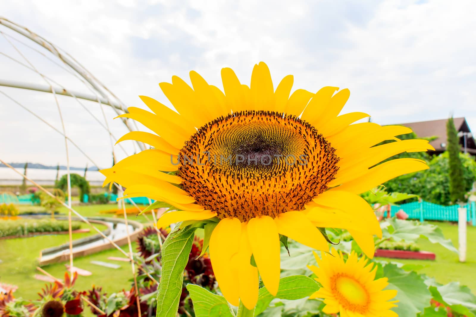 Sunflower by thanarat27