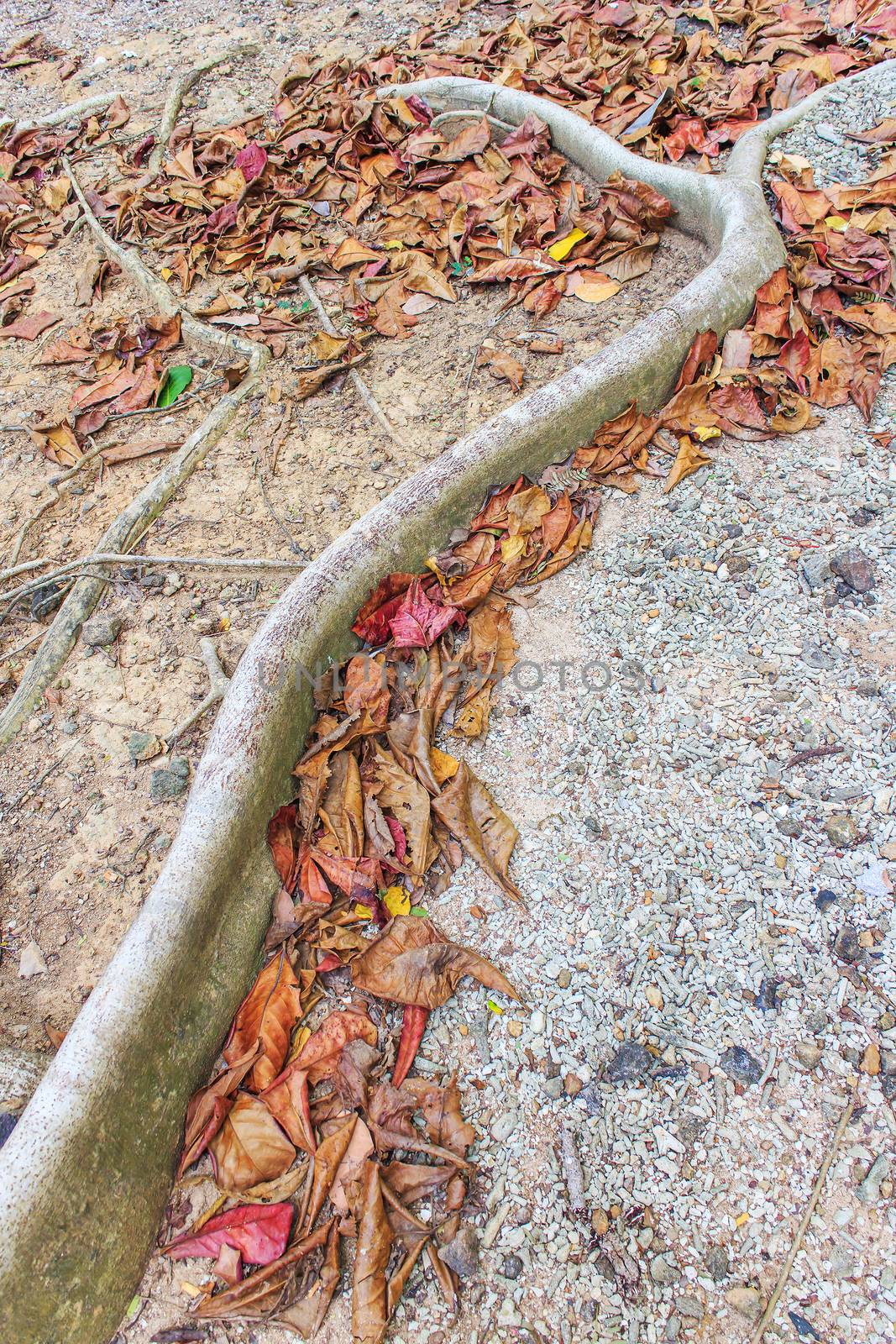 The roots of trees on the ground.