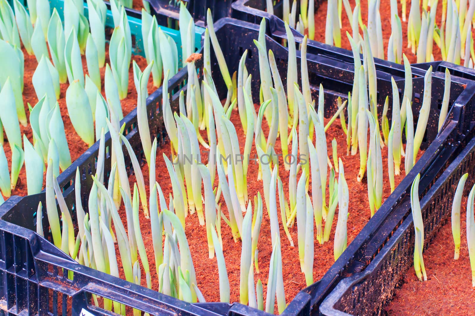 Seedlings of tulips growing in the plots.